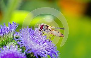 Syrphidae, hoverfly, Syrphe in sleeve of air, tasting of pollen