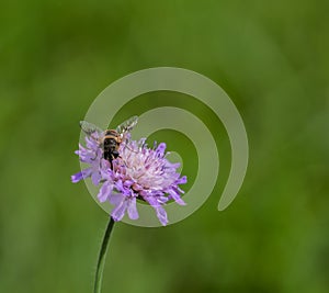 Syrphidae