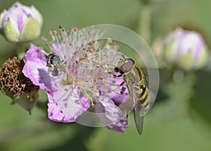 Syrphini hoverfly, Greece