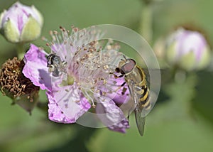 The Syrphini are a tribe of hoverflies, Greece photo