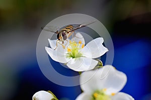 Syrphus, bee, Episyrphus balteatus