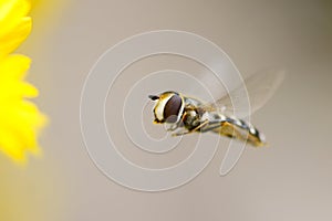 Syrphus fly