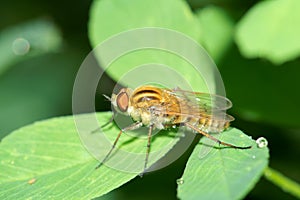 Syrphus fly