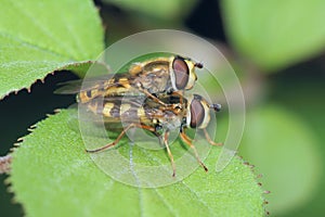 Syrphus fly