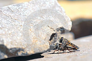 Syrphus fly