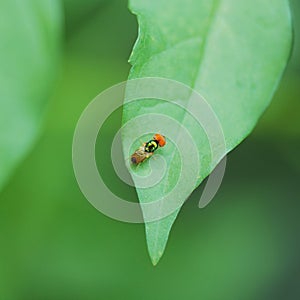 Syrphus ribesii eristalis perching ov green leaf