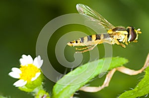 Syrphus ribesii hoverfly