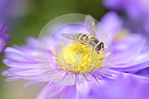 Syrphus ribesii - Hoverfly on Michaelmas daisy - Aster novi-belgii