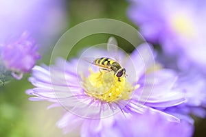 Syrphus ribesii - Hoverfly on Michaelmas daisy - Aster novi-belgii