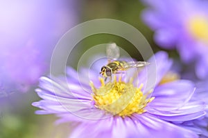 Syrphus ribesii - Hoverfly on Michaelmas daisy - Aster novi-belgii