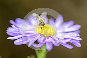 Syrphus ribesii - Hoverfly on Michaelmas daisy - Aster novi-belgii