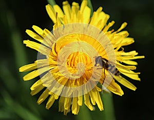 Syrphus ribesii