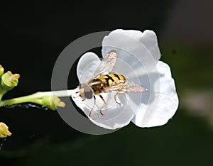 Syrphus ribesii