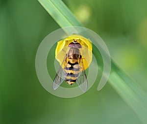 Syrphus ribesii
