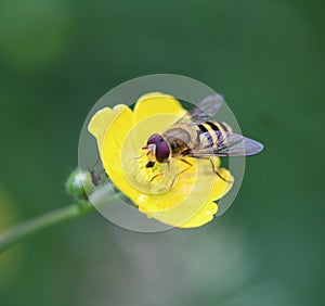 Syrphus ribesii