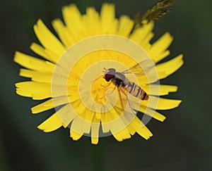 Syrphus ribesii