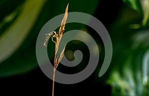 Syrphus ribesii is a very common Holarctic species