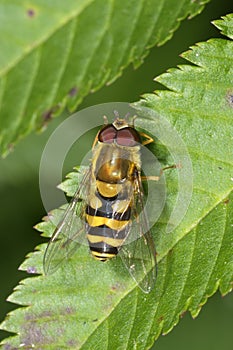 Syrphus torvus