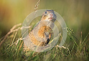 Spermophilus citellus European ground squirrel Radouc Mlada Boleslav