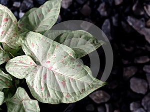 Sysgonium milk confetti verigated plant sweet and bueaty photo