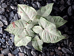 Sysgonium milk confetti verigated plant sweet and bueaty photo