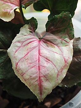 Sysgonium strawberry ice verigated plant sweet and bueaty photo