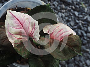 Sysgonium strawberry ice verigated plant sweet and bueaty photo