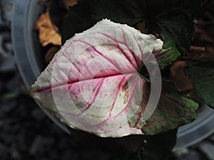 Sysgonium strawberry ice verigated plant sweet and bueaty photo