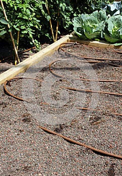 The system of drip irrigation for vegetables