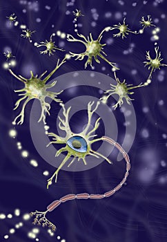 System of nerve cells