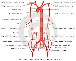 Systemic and Visceral Collaterals