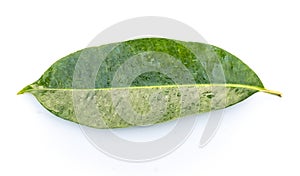 Syzygium albiflorum leaf on white background.