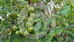 Syzygium aqueum flower, the process before becoming a fruit