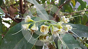 Syzygium aqueum flower, the process before becoming a fruit