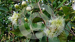 Syzygium aqueum flower, the process before becoming a fruit