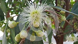 Syzygium aqueum flower, the process before becoming a fruit