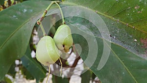 Syzygium aqueum fruits, the process before picking