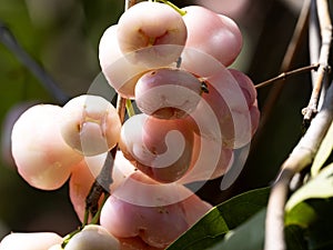 Syzygium aqueum is a species of brush cherry tree  Bali, Indonesia