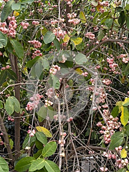 Syzygium aqueum is a species of brush cherry tree  Bali, Indonesia