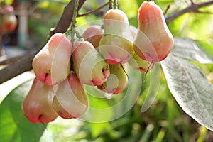Syzygium aqueum or water apple hanging on the tree