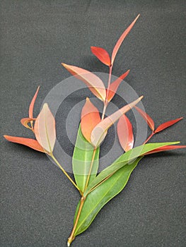 Syzygium austral leaves.