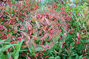 Syzygium australe or christina tree Medium-sized shrub, Young branches are octagonal, single leaves, opposite arrangement