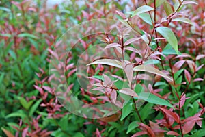 Syzygium australe or christina tree Medium-sized shrub, Young branches are octagonal, single leaves, opposite arrangement