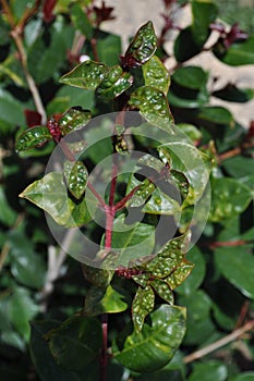 Syzygium Australe leaf with psyllid