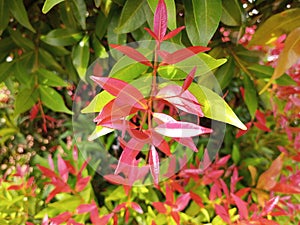 Syzygium australe A plant with green and red leaves with a long shape photo
