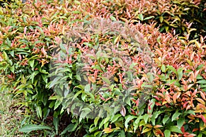 Syzygium australe plant photo