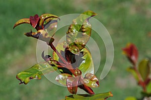 Syzygium Australe plant with psyllid egg infestation