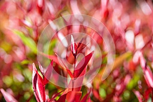 Syzygium australe plant - red leaves of christina tree on treetop in the garden