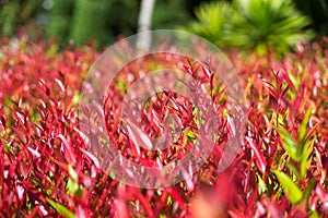 Syzygium australe plant - red leaves of christina tree on treetop in the garden