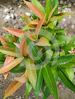 Syzygium australe red leaves in garden photo